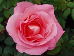 LOVELY LADY (hybrid tea)